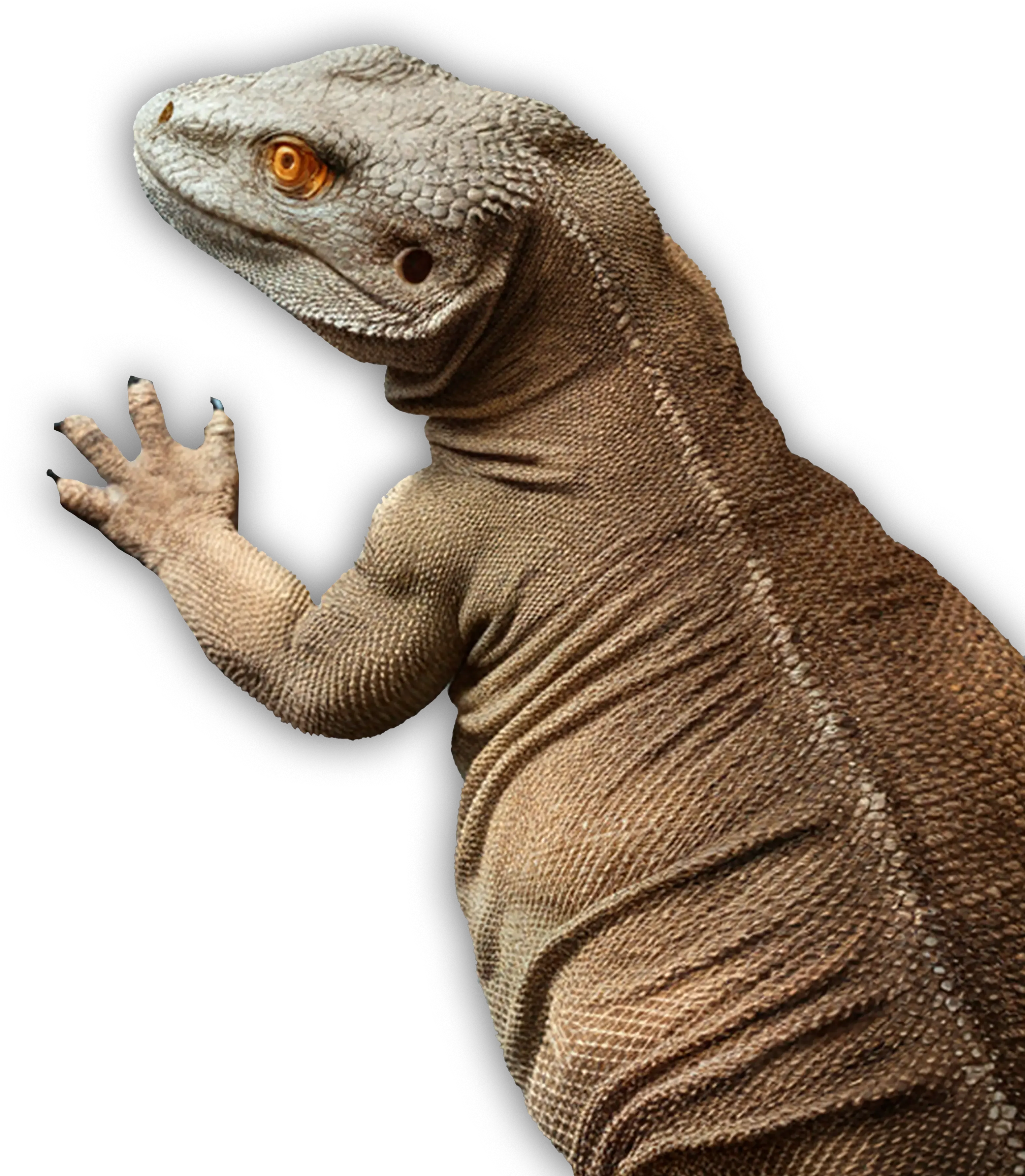 komodo